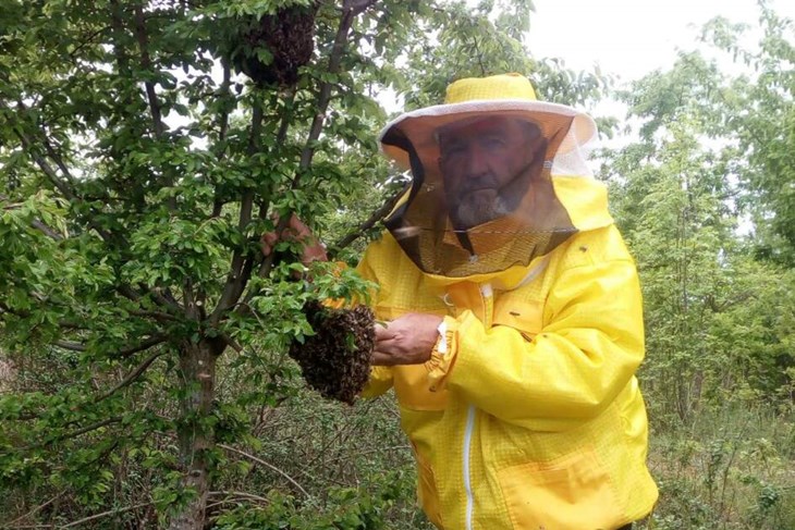 Organizirat će se i ubuduće humano prikupljanje rojeva pčela u gradskim sredinama i u prirodi (Arhiva)